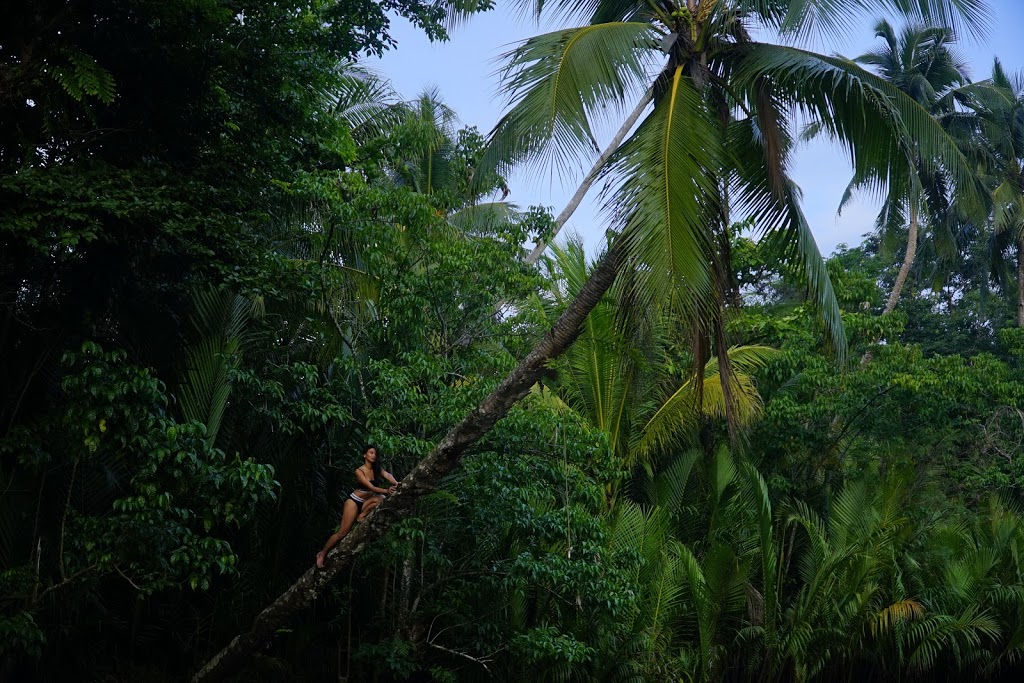 a lady climbing up a bent coconut tree