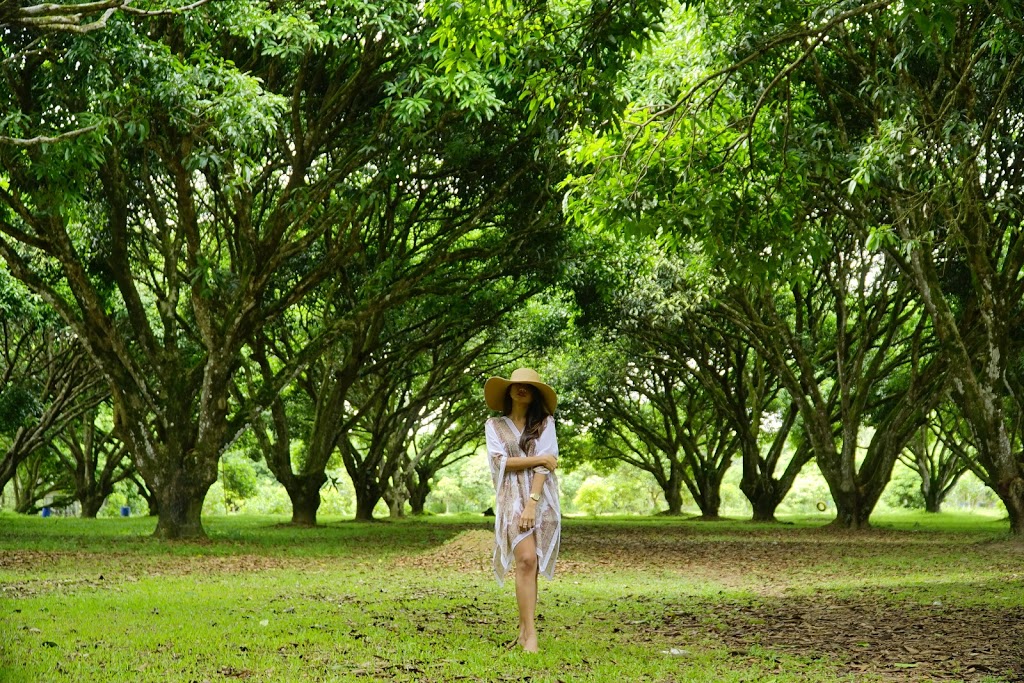 a lady in white in the middle of mango trees