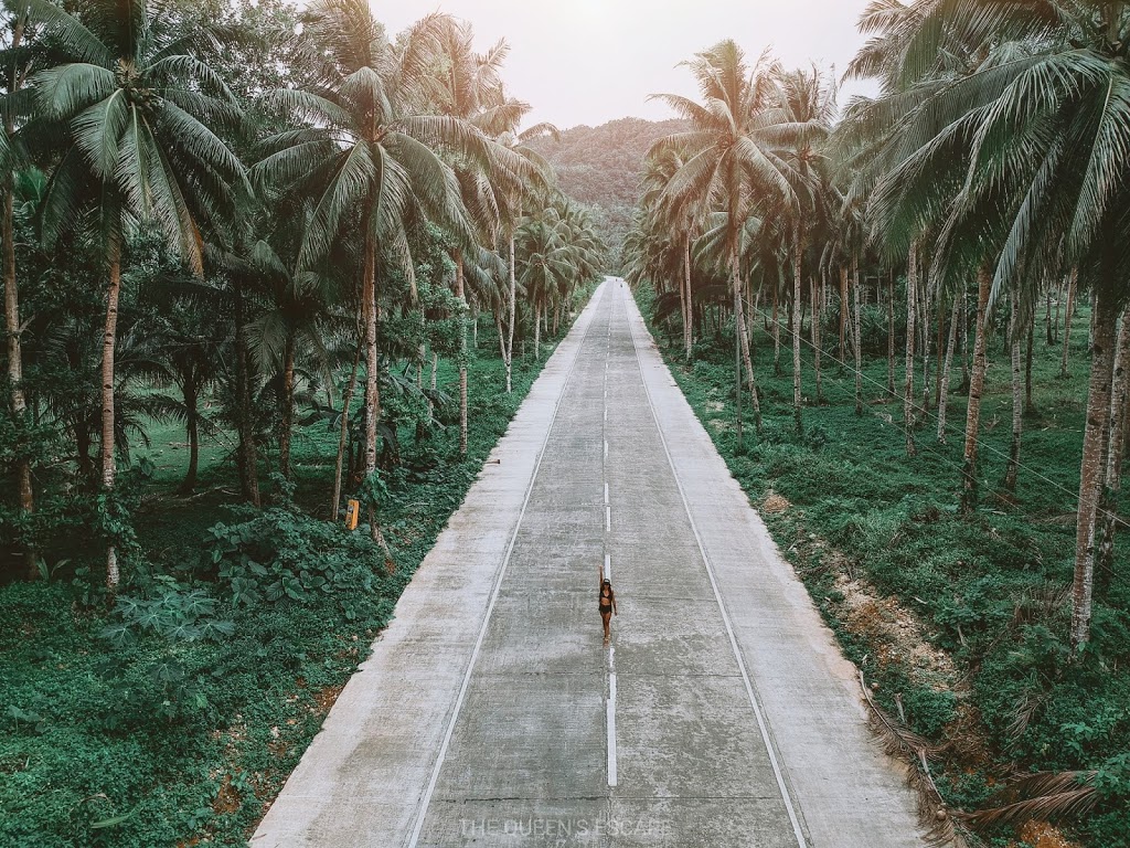 A pavement with coconut trees on each side