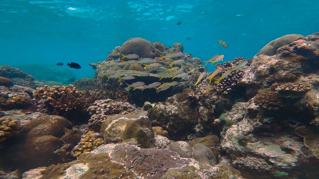 O recife de Fortuna Ilha